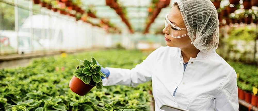 How Chemicals in Vegetables Affect Consumer Wellbeing