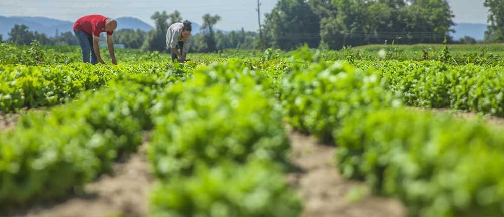 The Economics of Eating Clean: Long-Term Savings from Naturally Grown Vegetables